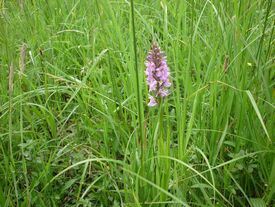 Orchis négligé est une orchidée qui se développe sur les prairies humides et les tourbières Cette plante présente lors de sa floraison de juin à juillet, de magnifiques fleurs lilas à rose pourpre.