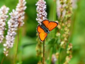 Le cuivré des marais est un papillon qui fréquente les prairies humides et marécageuses. Il est menacé à l'échelle européenne du fait de la disparition de ses milieux de prédilection. Les marais de Chivres-en-Laonnois constituent un des derniers secteurs favorables à cet insecte dans les Hauts-de-France.