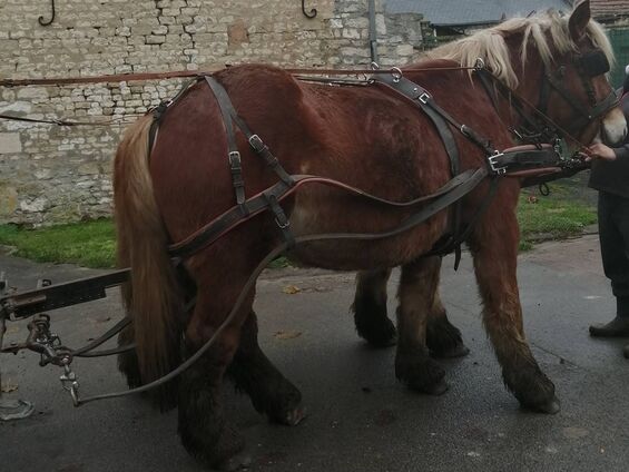 Noël 2020 Chevaux1 Noël 2020 Chevaux1